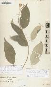 Alexander von Humboldt Solanum citrifolium oil painting reproduction
